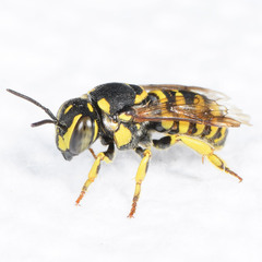 Dianthidium