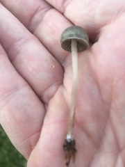Panaeolus foenisecii