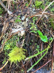 Thuidium tamariscinum