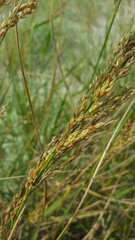 Panicum amarum amarulum