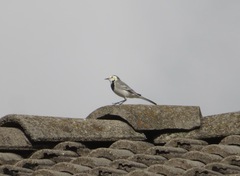 Motacilla alba alba