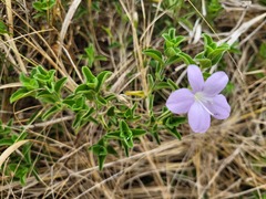 Barleria obtusa