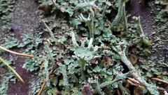 Cladonia digitata