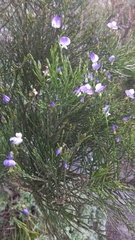 Psoralea congesta