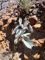 Ixia viridiflora