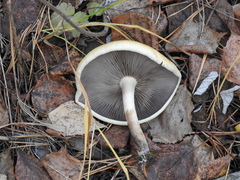 Cortinarius trivialis