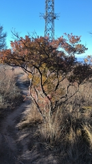 Rhododendron micranthum