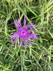 Centaurea scabiosa