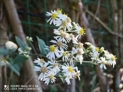 Aster ageratoides