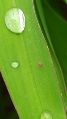 Acariformes