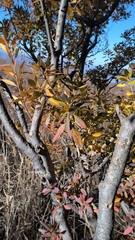 Rhododendron micranthum