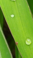 Acariformes