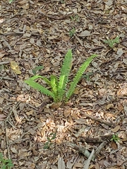 Nephrolepis exaltata