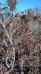 Rhododendron micranthum