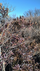 Rhododendron micranthum