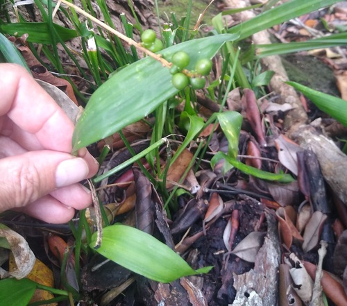 Dracaena braunii image