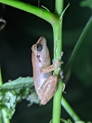 Pseudophilautus wynaadensis