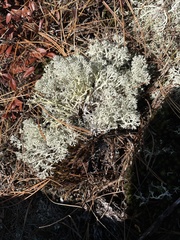 Cladonia rangiferina