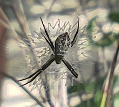 Argiope argentata