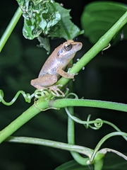 Pseudophilautus wynaadensis