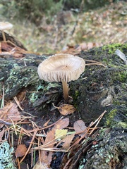 Rhodocollybia butyracea