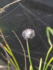 Argiope argentata