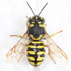Dianthidium