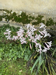 Nerine bowdenii