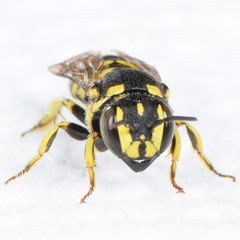 Dianthidium