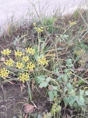 Pastinaca sativa