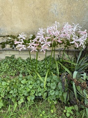 Nerine bowdenii