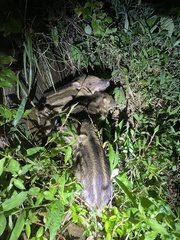 Sus scrofa moupinensis