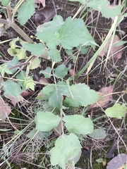 Pastinaca sativa