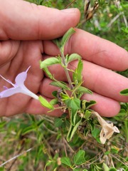 Barleria obtusa