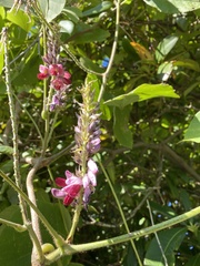 Pueraria