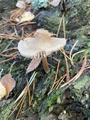 Rhodocollybia butyracea