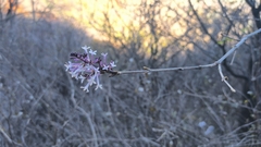 Syringa pubescens