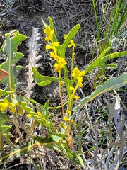 Synaphea
