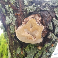 Phellinus pomaceus