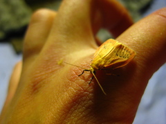 Miltochrista miniata