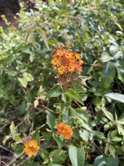 Lantana