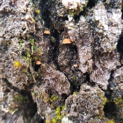 Phaeomarasmius rimulincola