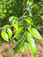 Ulmus pumila