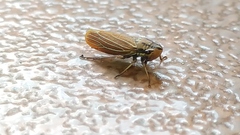 Sonesimia grossa