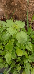 Urtica membranacea