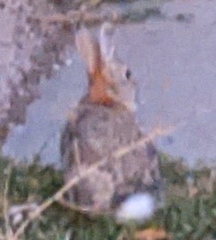 Sylvilagus nuttallii