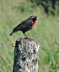 Leistes superciliaris