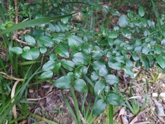 Carissa bispinosa