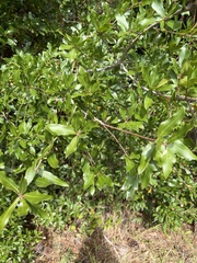 Quercus laurifolia
