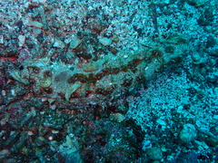 Holothuria pardalis